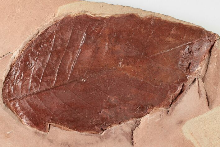 5.6" Red Fossil Hickory Leaf (Aesculus) - Montana